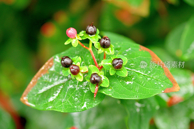 androsaemum / Tutsan / Sweet-amber:花和果